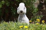 BEDLINGTON TERRIER 017
